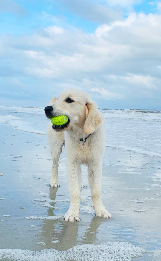 Things To Do Pawleys Island Pet Resources